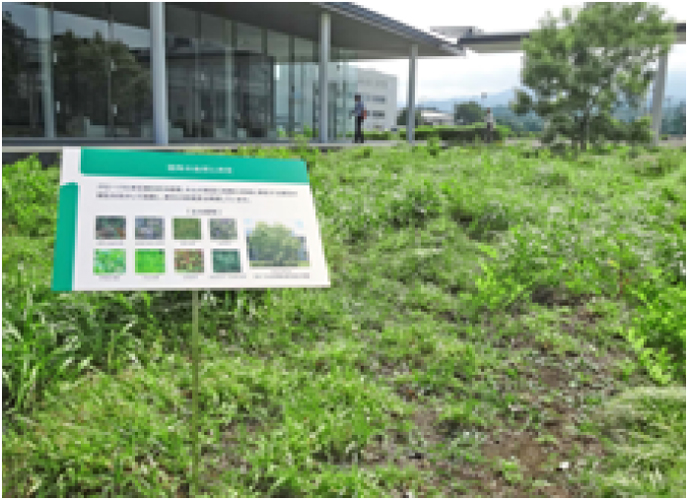 厚木地区の植栽