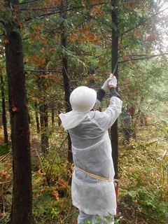 Mt. Fuji Green Fund Afforestation Campaign