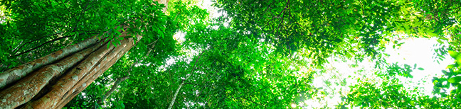 Environment