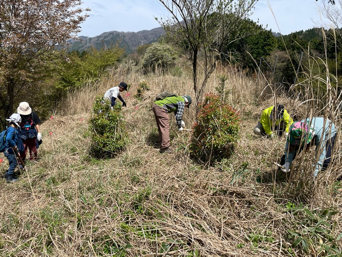 以前植えた木に日光が当たるよう、周辺の草を丁寧に刈りました 